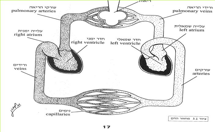 גוף האדם - אנטומיה, פיזיולוגיה ופתולוגיה.clfb