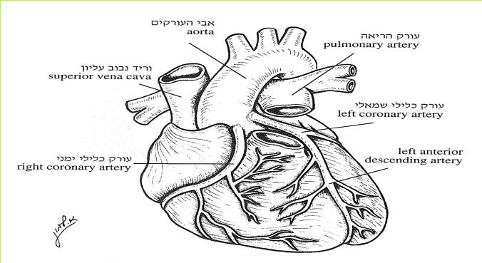 גוף האדם - אנטומיה, פיזיולוגיה ופתולוגיה.clfb