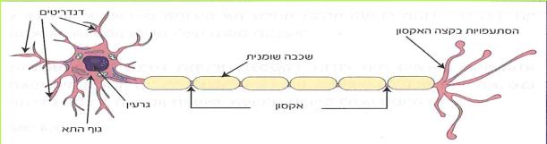 הביולוגיה של גופנו :מבנים, תפקודים, הומאוסטזיס.