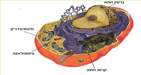 מערכות גוף האדם :מבנה, תפקוד והומאוסטזיס.