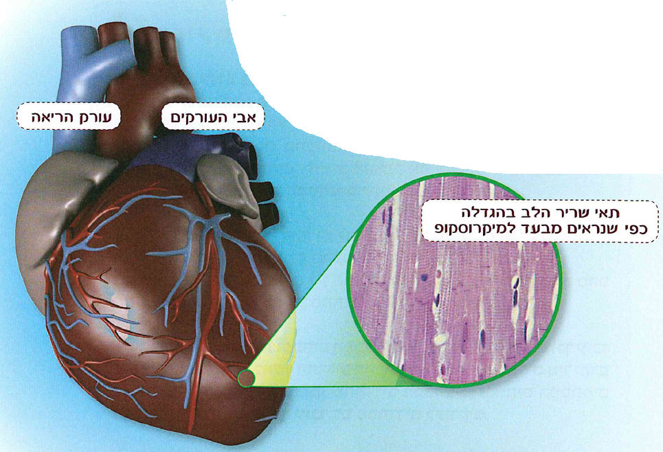 מדע וטכנולוגיה כיתה ו